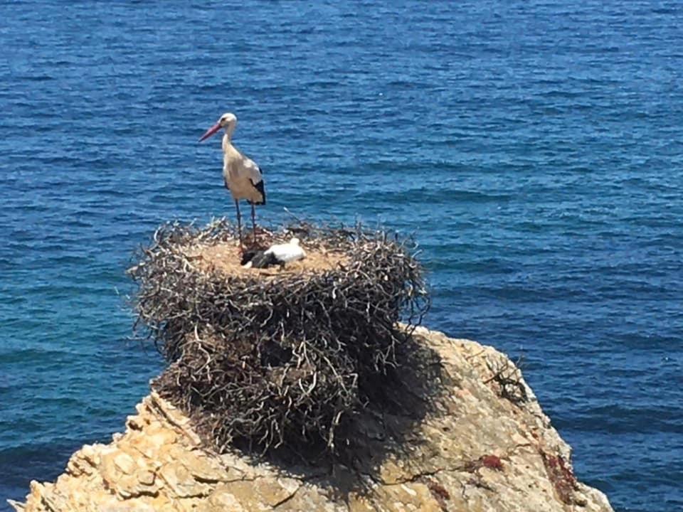 Alojamento Sudoeste Hotel Zambujeira do Mar Eksteriør billede